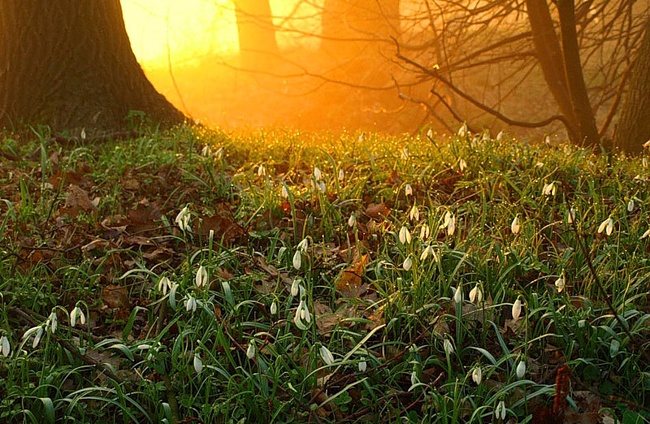 Красная книга глазами детей